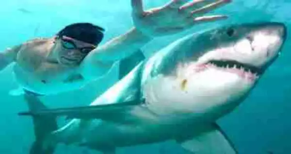 Incredible! Olympic Record Holder, Micheal Phelps Race Against A Great White Shark (Pictured)